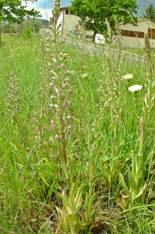 Orchidee del Chianti - Ophrys sphegodes e altre...